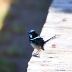 Malurus cyaneus (Superb Fairywren) at Eden, NSW - 23 Sep 2023 by MB