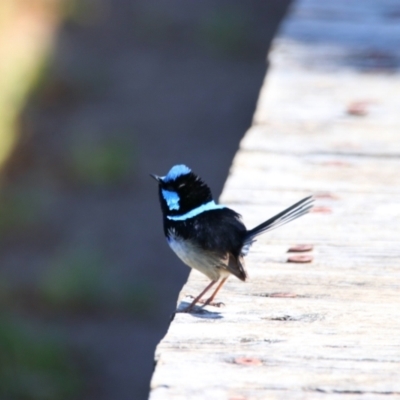 Malurus cyaneus (Superb Fairywren) at Eden, NSW - 23 Sep 2023 by MB