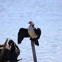 Microcarbo melanoleucos (Little Pied Cormorant) at Eden, NSW - 23 Sep 2023 by MB