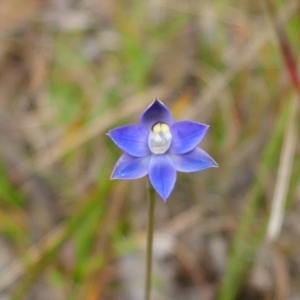 Thelymitra sp. (pauciflora complex) at Jacka, ACT - suppressed