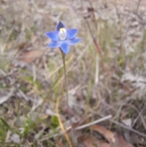 Thelymitra sp. (pauciflora complex) at Jacka, ACT - suppressed