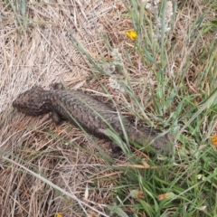 Tiliqua rugosa (Shingleback Lizard) at Taylor, ACT - 8 Nov 2023 by MB