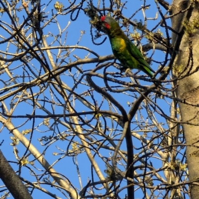 Glossopsitta concinna (Musk Lorikeet) at Belconnen, ACT - 2 Aug 2024 by brittlewis