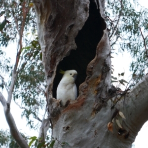 Cacatua galerita at Pialligo, ACT - 4 Jan 2023