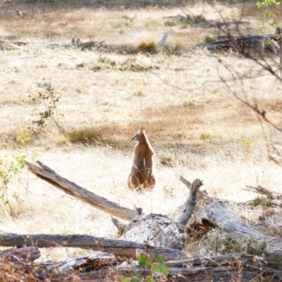 Notamacropus rufogriseus (Red-necked Wallaby) at Mount Clear, ACT - 1 Jun 2023 by MB