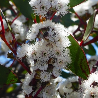 Eucalyptus pauciflora subsp. niphophila (Alpine Snow Gum) at Ngarigo, NSW - 17 Dec 2023 by MB