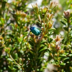 Diphucephala sp. (genus) (Green Scarab Beetle) at Ngarigo, NSW - 17 Dec 2023 by MB