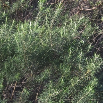 Cassinia longifolia (Shiny Cassinia, Cauliflower Bush) at Hall, ACT - 2 Aug 2024 by pinnaCLE