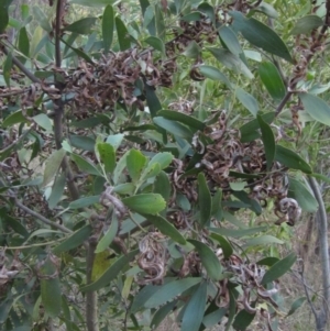 Acacia melanoxylon at Hall, ACT - 28 Jul 2024