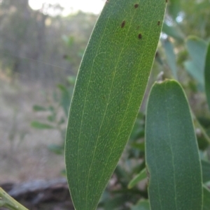 Acacia melanoxylon at Hall, ACT - 28 Jul 2024