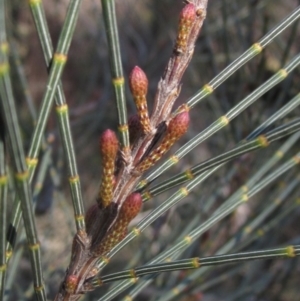 Allocasuarina littoralis at Hall, ACT - 28 Jul 2024 02:26 PM