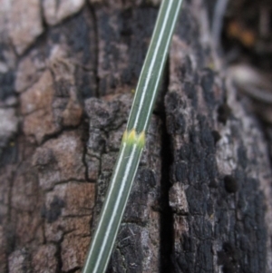 Allocasuarina littoralis at Hall, ACT - 28 Jul 2024 02:26 PM