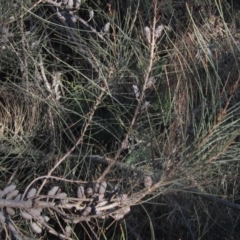 Allocasuarina littoralis at Hall, ACT - 28 Jul 2024