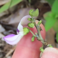 Neustanthus phaseoloides at Lockhart River, QLD - 2 Aug 2024 04:51 PM