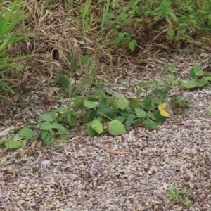 Neustanthus phaseoloides at Lockhart River, QLD - 2 Aug 2024 04:51 PM