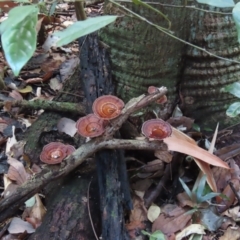 Unidentified Fungus at Lockhart River, QLD - 2 Aug 2024 by lbradley