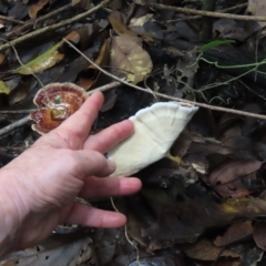 Microporus xanthopus at Lockhart River, QLD - 2 Aug 2024 04:01 PM