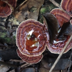 Microporus xanthopus at Lockhart River, QLD - 2 Aug 2024 04:01 PM