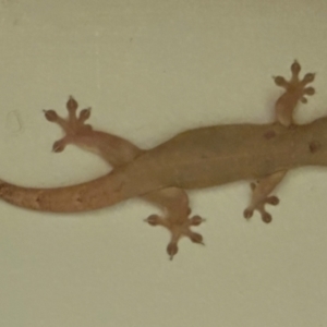 Hemidactylus frenatus at Lockhart River, QLD - 2 Aug 2024 06:12 PM