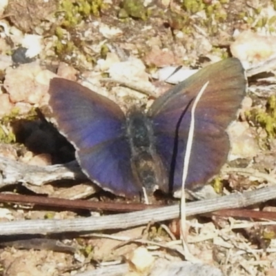 Erina acasta (Blotched Dusky-blue) at Tharwa, ACT - 2 Aug 2024 by JohnBundock