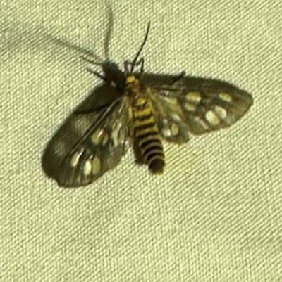 Amata (genus) at Lockhart River, QLD - 2 Aug 2024 by lbradley