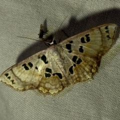 Scopula parvimacula at Lockhart River, QLD - suppressed