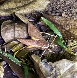 Hippotion scrofa at Lockhart River, QLD - 2 Aug 2024 08:21 PM