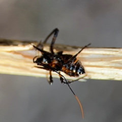 Reduviidae (family) at Port Macquarie, NSW - 2 Aug 2024 by Hejor1