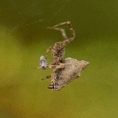 Philoponella congregabilis (Social house spider) at Port Macquarie, NSW - 2 Aug 2024 by Hejor1