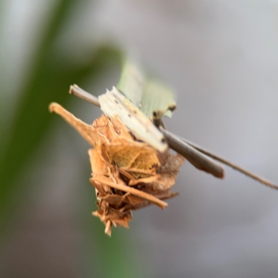 Hyalarcta huebneri (Leafy Case Moth) at Port Macquarie, NSW - 2 Aug 2024 by Hejor1