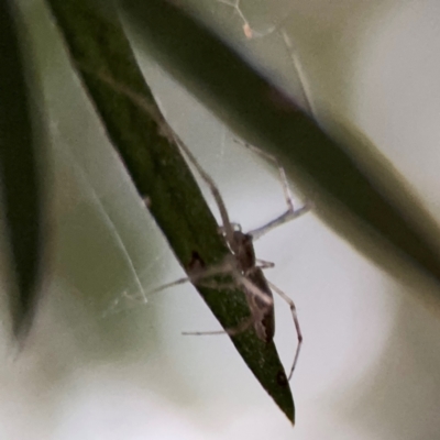 Araneae (order) at Port Macquarie, NSW - 2 Aug 2024 by Hejor1