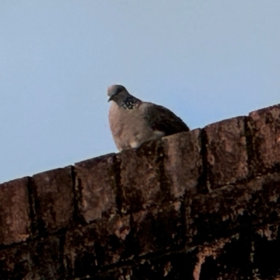 Spilopelia chinensis (Spotted Dove) at Bellingen, NSW - 2 Aug 2024 by Hejor1