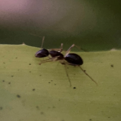 Camponotus sp. (genus) at Port Macquarie, NSW - 2 Aug 2024 by Hejor1