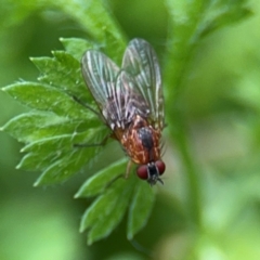 Helinomydaea (genus) (A muscid or bush fly) at Bellingen, NSW - 2 Aug 2024 by Hejor1