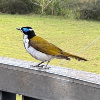 Entomyzon cyanotis (Blue-faced Honeyeater) at Bellingen, NSW - 2 Aug 2024 by Hejor1