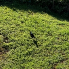 Gymnorhina tibicen (Australian Magpie) at Alstonville, NSW - 1 Aug 2024 by Hejor1