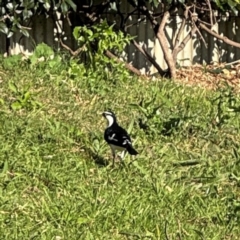 Grallina cyanoleuca (Magpie-lark) at Ewingsdale, NSW - 1 Aug 2024 by Hejor1