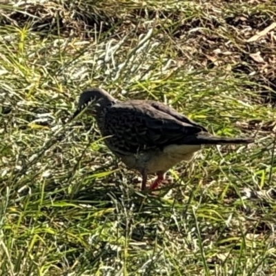 Spilopelia chinensis (Spotted Dove) at Ewingsdale, NSW - 1 Aug 2024 by Hejor1