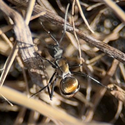 Polyrhachis ammon at Byron Bay, NSW - 1 Aug 2024 by Hejor1