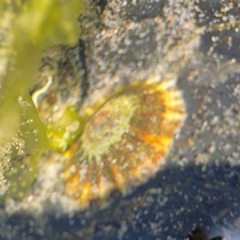 Cellana tramoserica at Byron Bay, NSW - 1 Aug 2024 by Hejor1