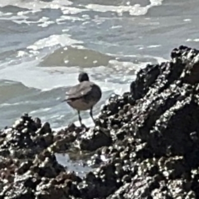 Tringa incana (Wandering Tattler) at Byron Bay, NSW - 1 Aug 2024 by Hejor1