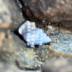 Nodilittorina pyramidalis at Byron Bay, NSW - 1 Aug 2024 by Hejor1