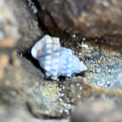 Nodilittorina pyramidalis at Byron Bay, NSW - 1 Aug 2024 by Hejor1