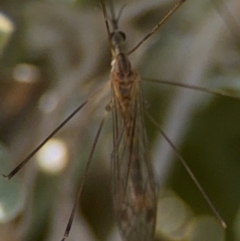 Limoniidae (family) (Unknown Limoniid Crane Fly) at Byron Bay, NSW - 1 Aug 2024 by Hejor1