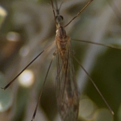 Limoniidae (family) (Unknown Limoniid Crane Fly) at Byron Bay, NSW - 1 Aug 2024 by Hejor1