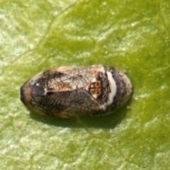 Neovulturnus (genus) (A leafhopper) at Byron Bay, NSW - 1 Aug 2024 by Hejor1