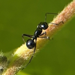 Polyrhachis sp. (genus) at Byron Bay, NSW - 1 Aug 2024 by Hejor1