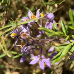 Solanum seaforthianum at Byron Bay, NSW - 1 Aug 2024 by Hejor1