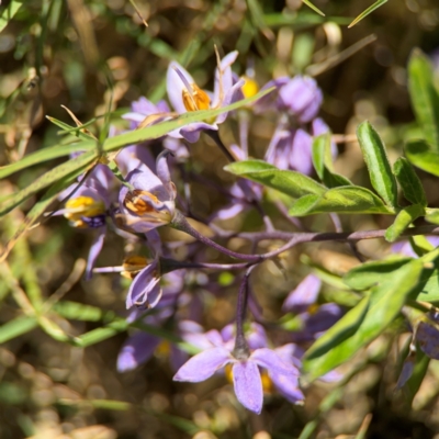 Solanum seaforthianum at Byron Bay, NSW - 1 Aug 2024 by Hejor1