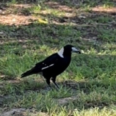 Gymnorhina tibicen (Australian Magpie) at Byron Bay, NSW - 1 Aug 2024 by Hejor1